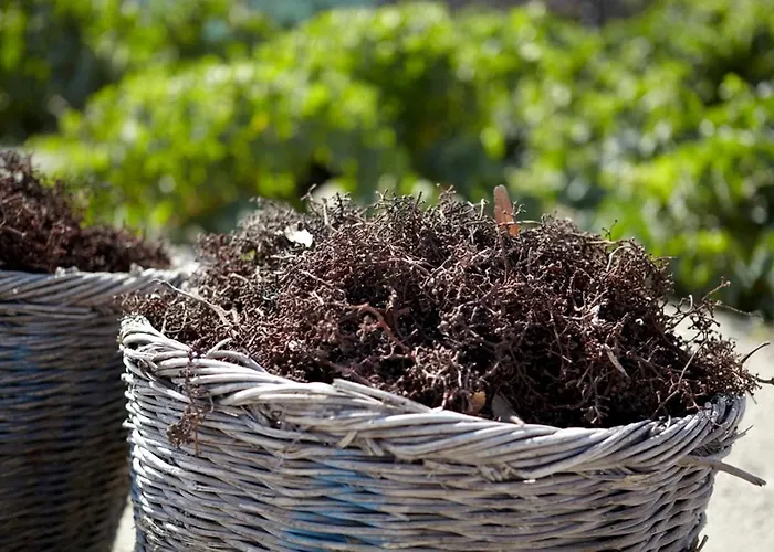 Anna Traditional شقة فندقية 3*